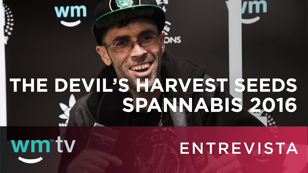 Entrevista The Devil&acute;s Harvest Seeds en Spannabis 2016