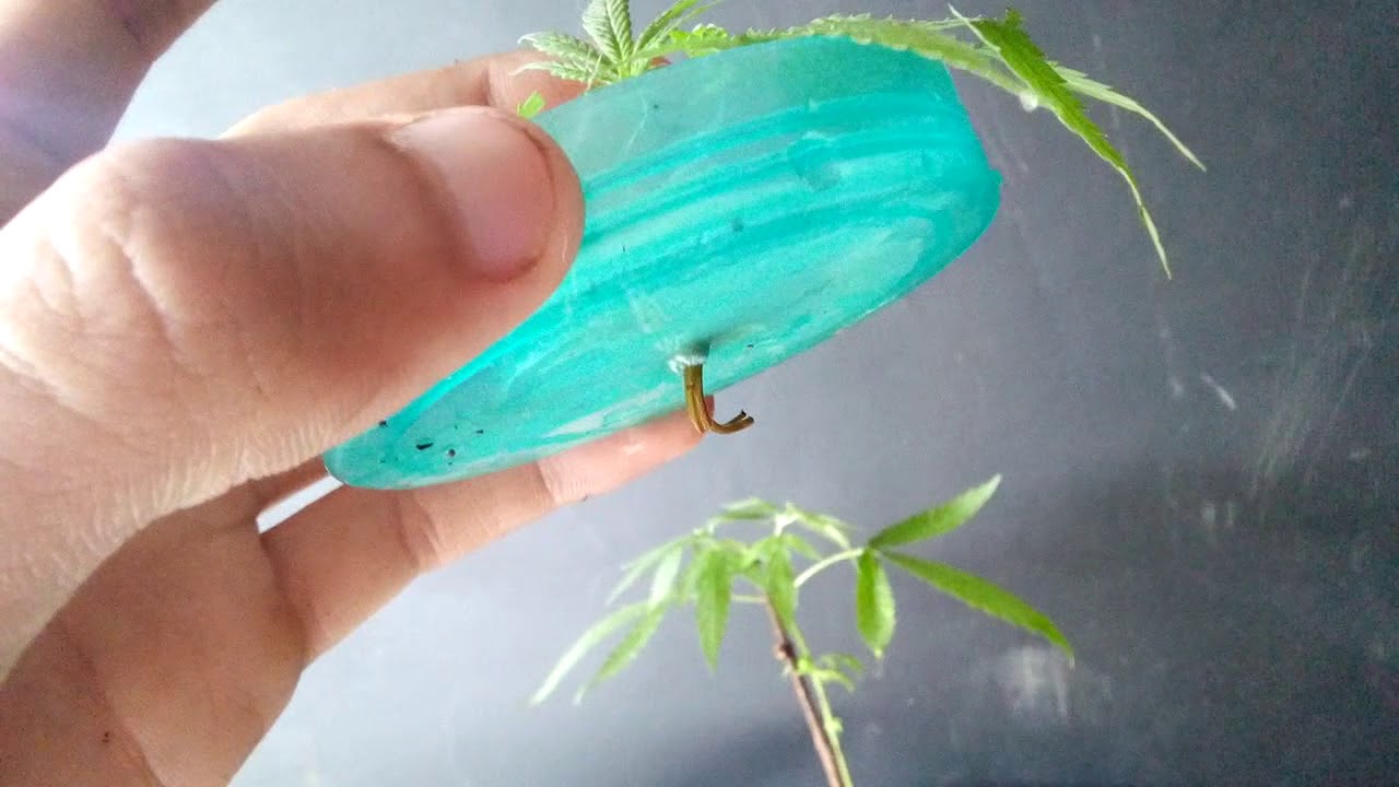 Clonagem de p&eacute; de CANABIS Simples e f&aacute;cil !