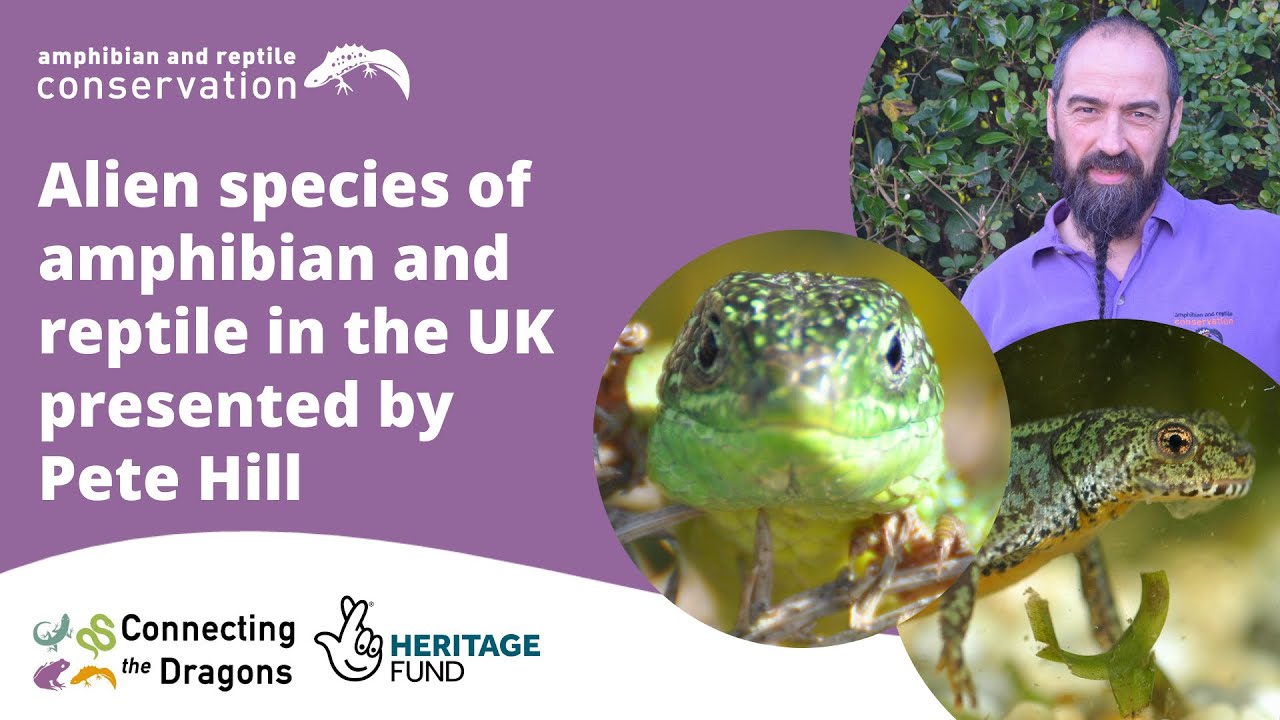 Alien species of amphibian and reptile in the UK presented by Pete Hill