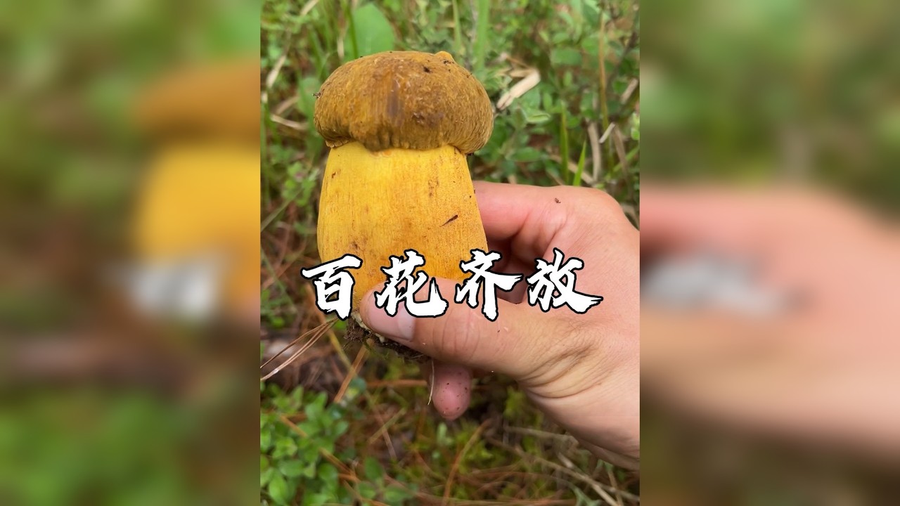 采见手青的收获，一天比一天丰富
