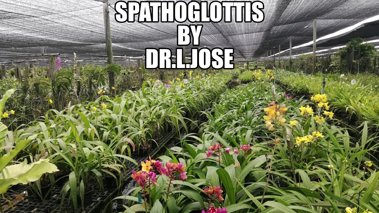 SPATHOGLOTTIS BY DR L JOSE
