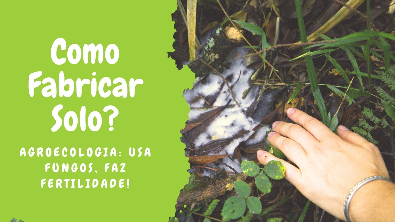 Os fungos e a produção do solo na agroecologia