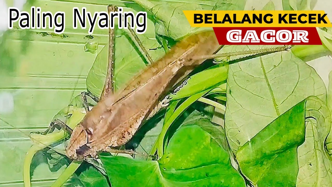 Suara Belalang Kecek || Walang Kerik