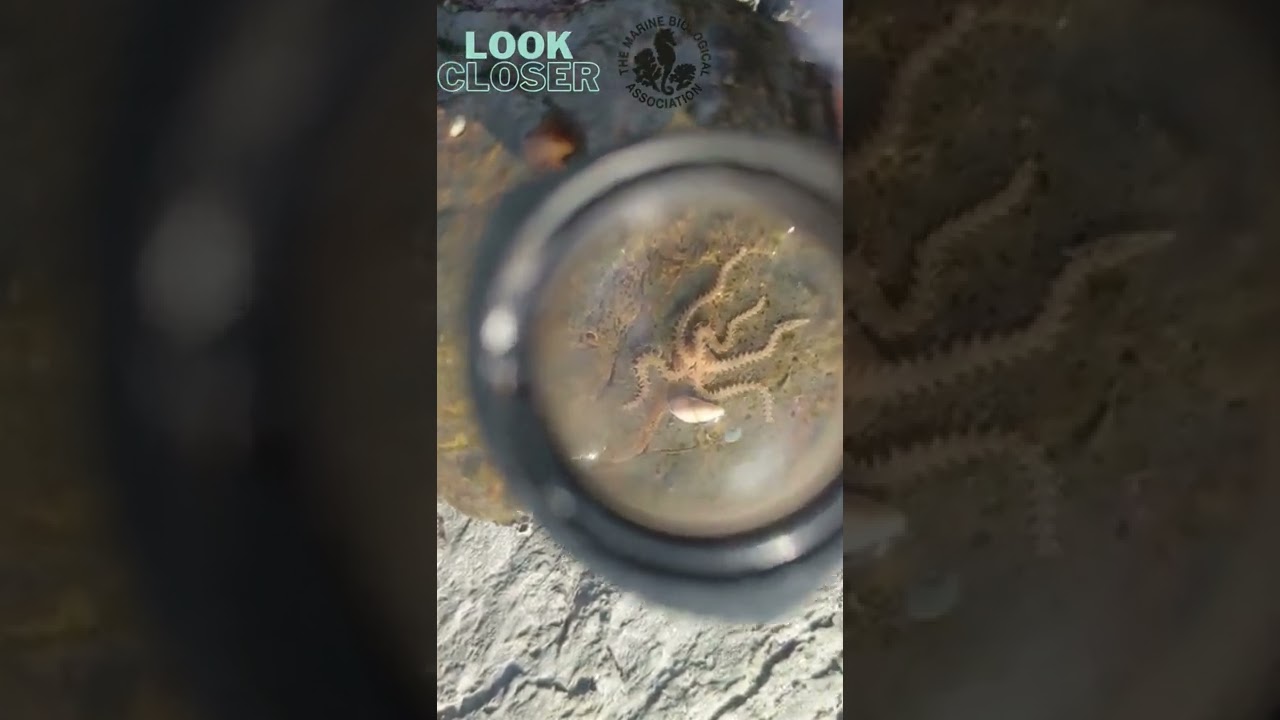 Look Closer at this Small or Dwarf Brittle Star that has a secret trick to evade predators!