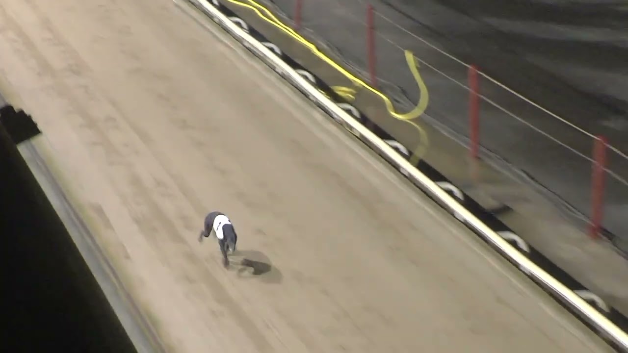 Greyhound 2026- 19.01.2026 Trial 6
