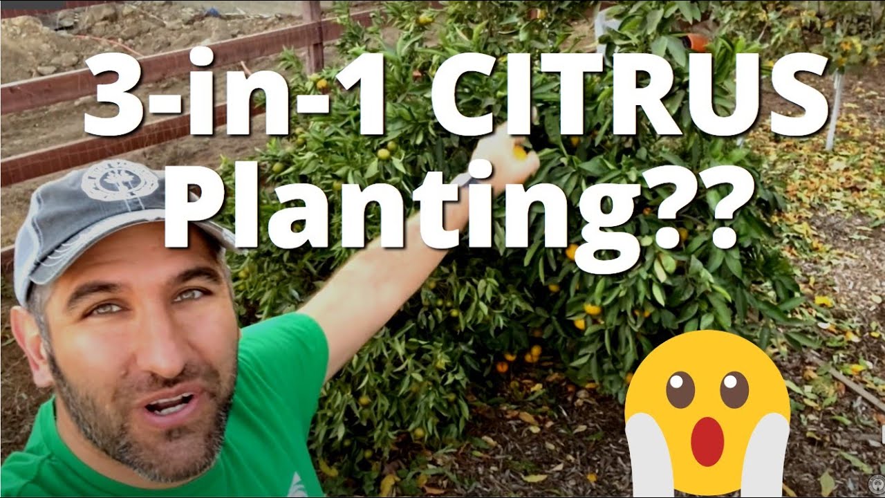 Is it Possible to Plant MULTIPLE CITRUS together?!? | Multi-planting 3 Mandarins in a Single Hole