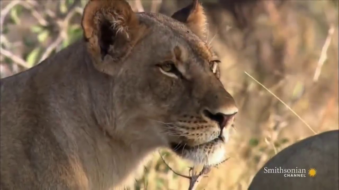 Natgeo Documentary   WHEN LIONS ATTACK     Mana Pools National Parks   ZIMBABWE