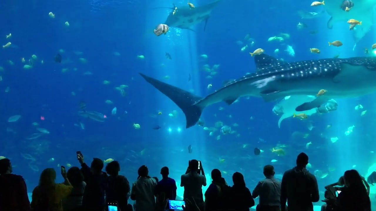 Georgia Aquarium Main Tank Screensaver