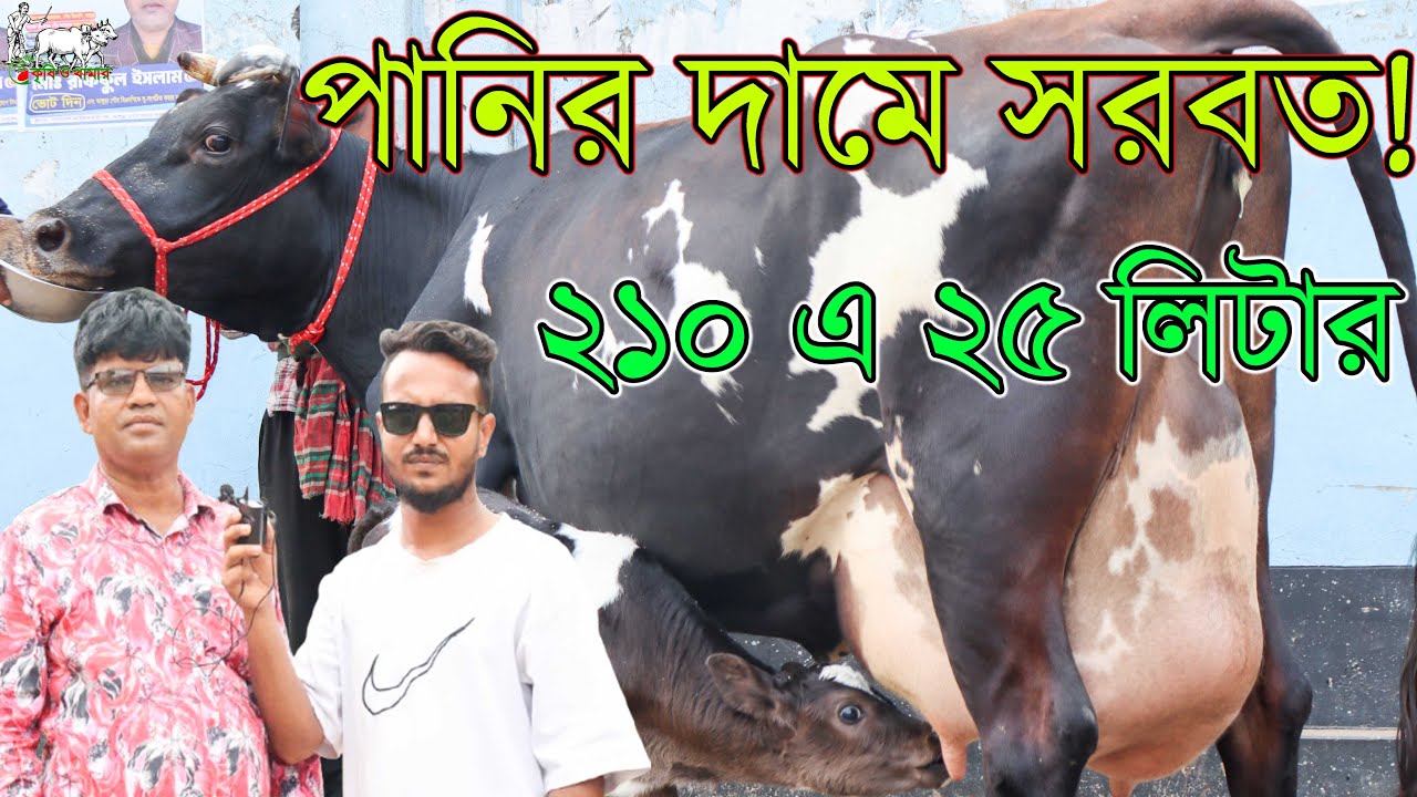 কাউন্সিলর সুলতান ভাইয়ের বুধবারের ধামাকা কালেকশনের গাভী। দুধের শতভাগ নিশ্চয়তা নিয়ে গাভী নিন।KRISHI TV
