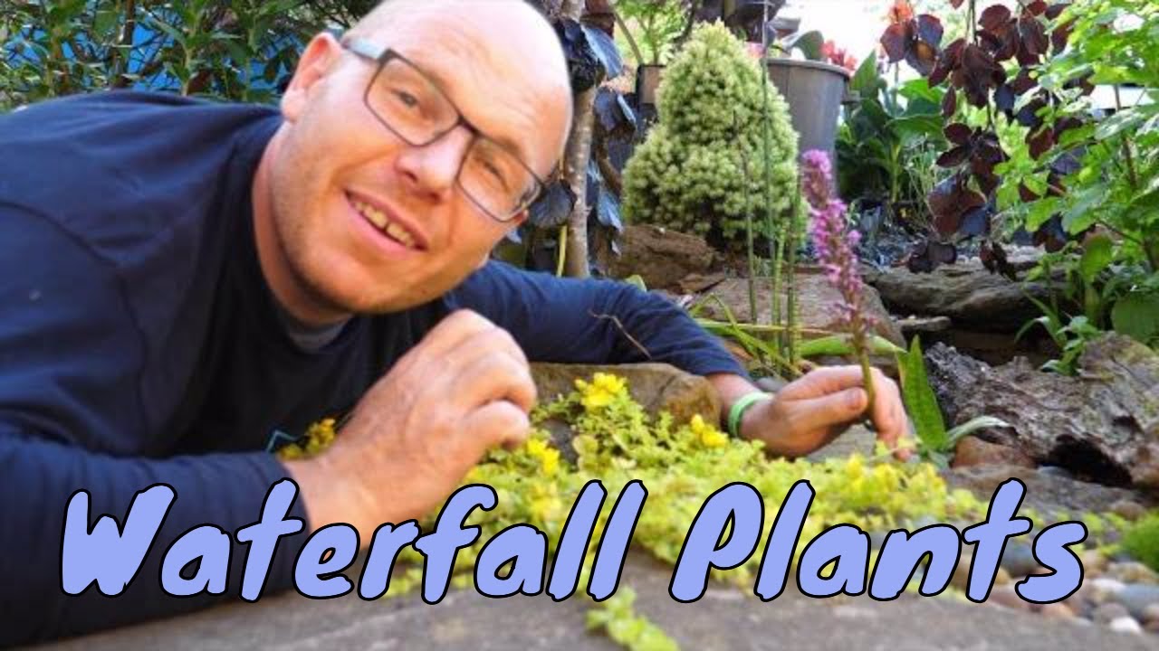 Best Flowering Waterfall Plants - Pond Plants - Water Garden