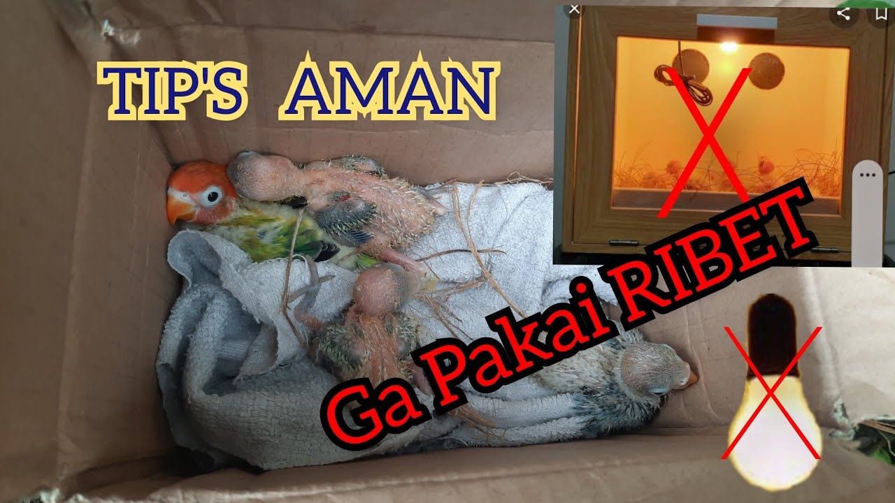 Cara merawat anakan lovebird tanpa lampu