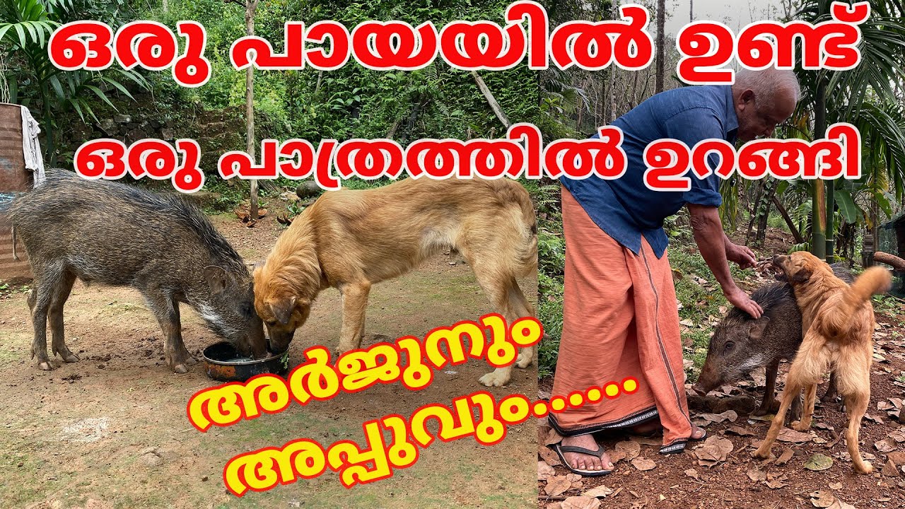 ഒരു പായയിൽ ഉണ്ട് ഒരു പാത്രത്തിൽ ഉറങ്ങി അർജുനും അപ്പുവും|  wildboar and dog friendship #kannur