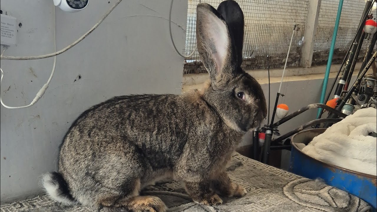 Noutăți in gospodăriei 