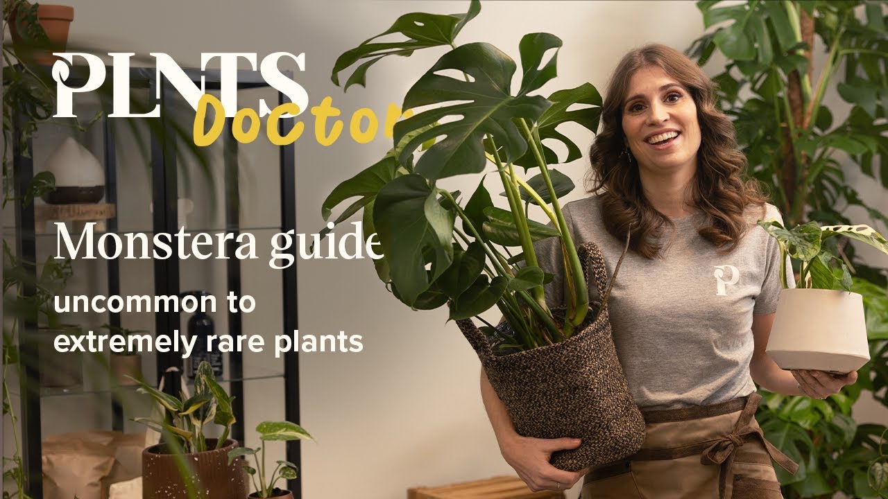 The ultimate Monstera varieties guide | PLNTSdoctor S02E02