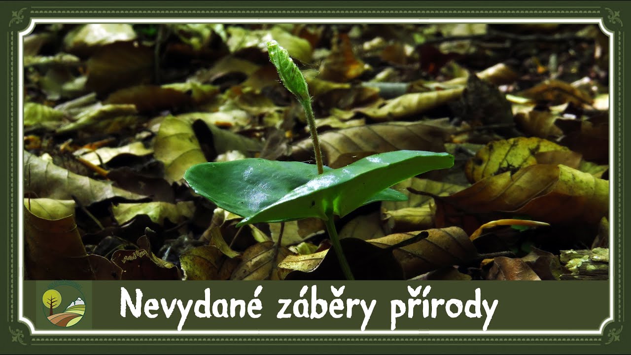 Nevydané záběry roku 2019 🌳🌲