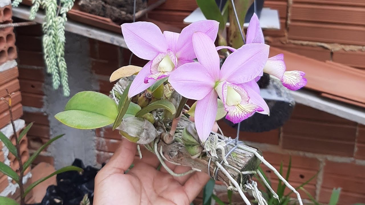Floração e cultivo de cattleya nobilior