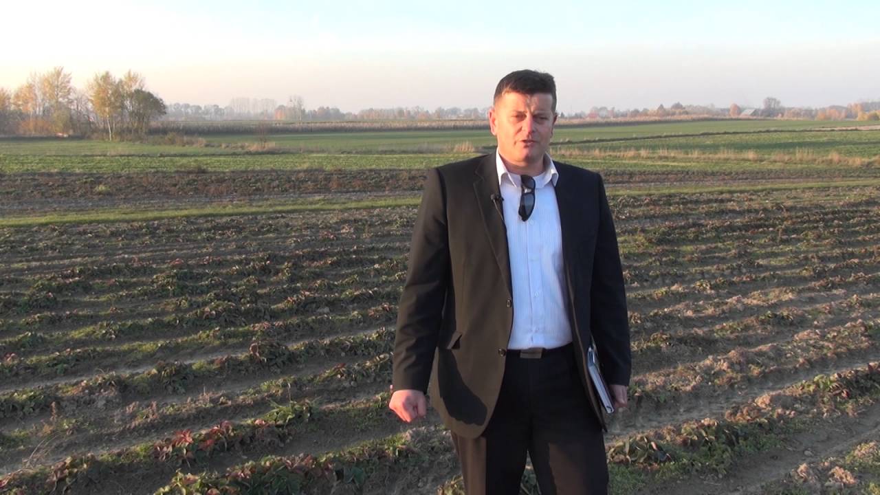 Nawozy wapniowe granulowane dla truskawek, dolomity, siarczan wapnia wapno z chłodni