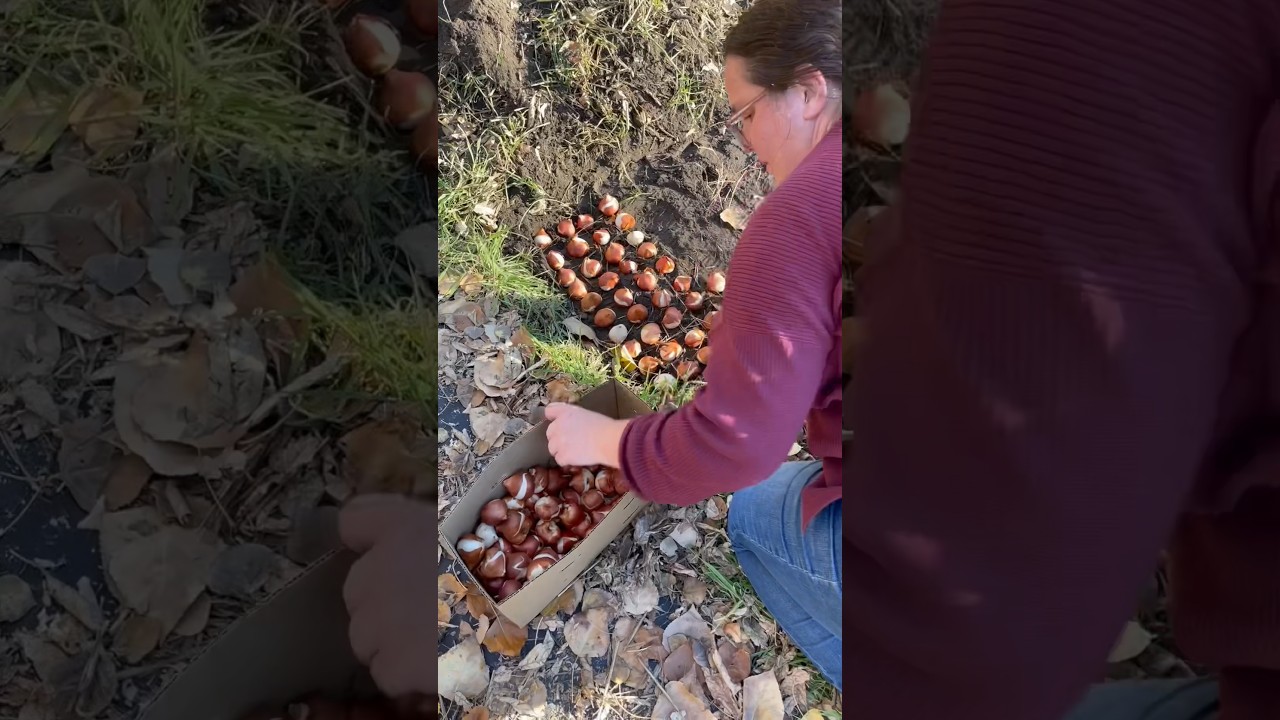 Секрет посадки тюльпанов как у настоящего цветовода