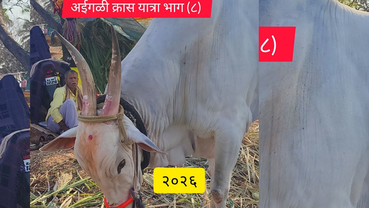 अईगळी क्रास यात्रा २०२६भाग(८) मोठ्या प्रमाणात खिल्लार जनावराचा बाजार