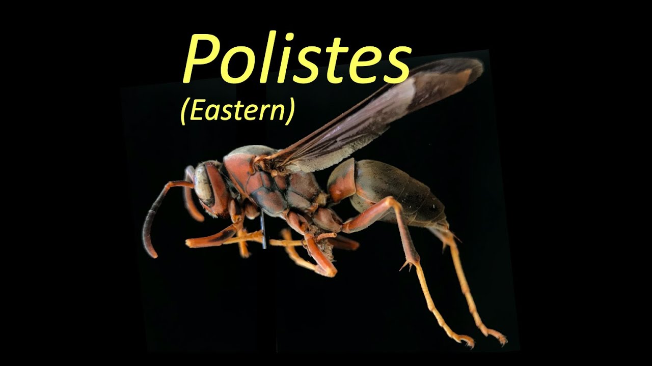 Polistes Eastern (Vespidae)