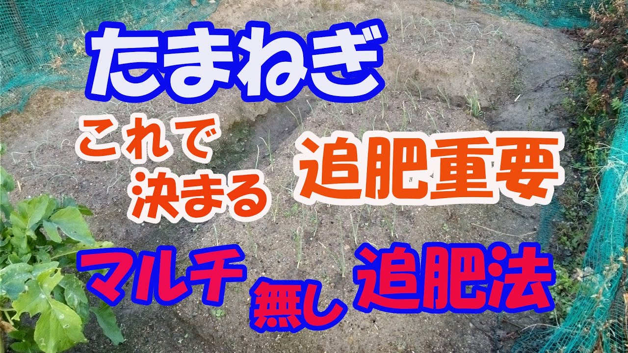 【のんちゃんファーム】これで決まる３回の追肥、マルチなしでの追肥法