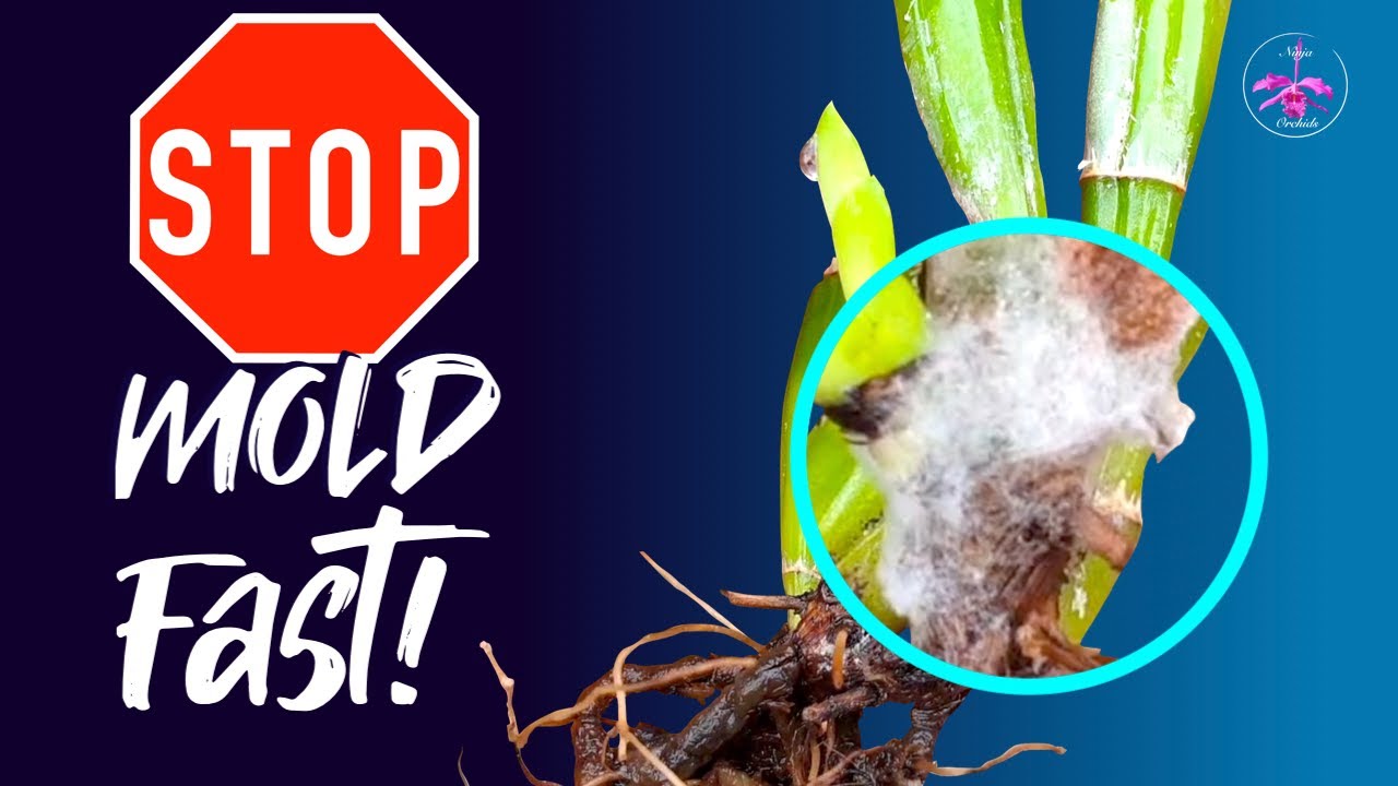 Get rid of MOLD on a rootless division FAST and SAFELY! | Not just WINTER WOES 🔎🖌🪴 #ninjaorchids