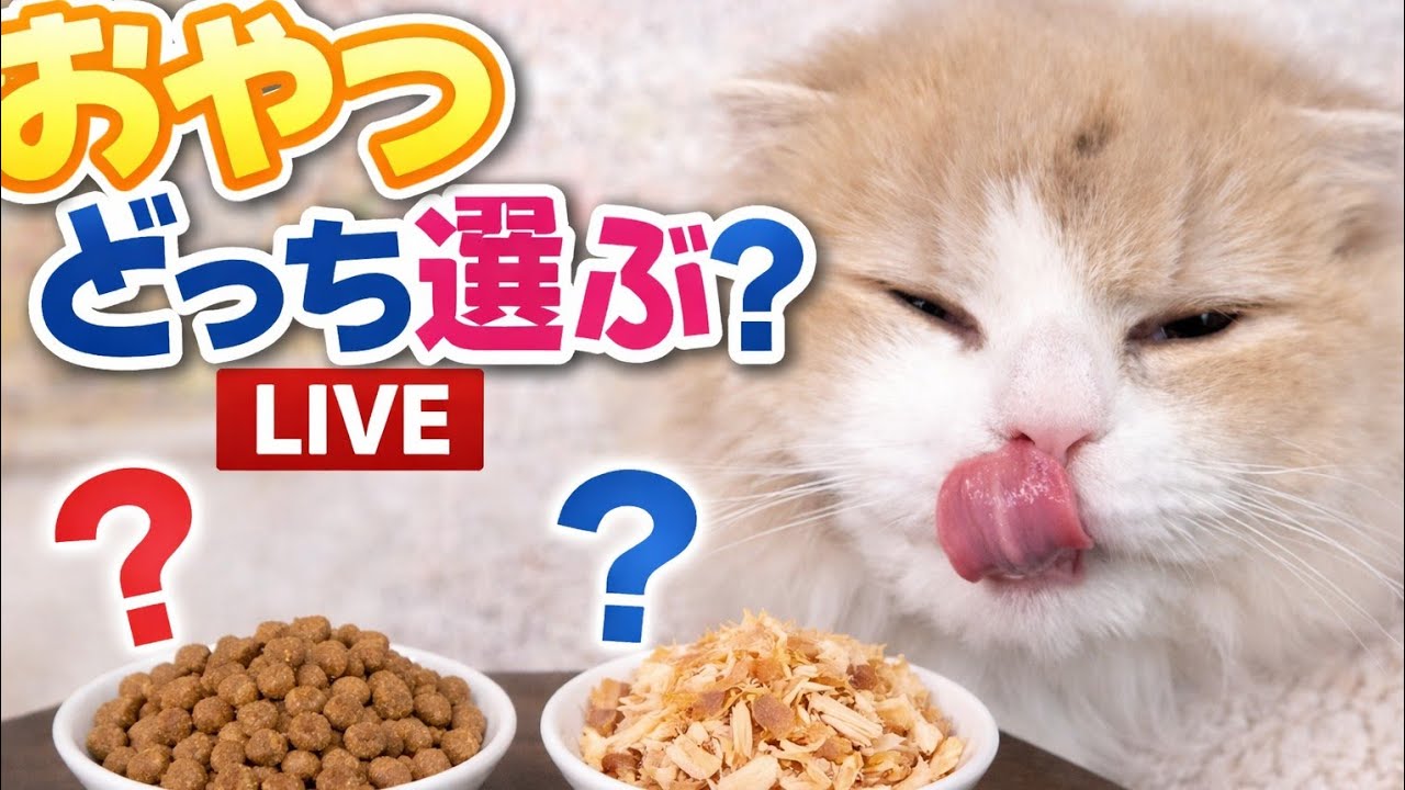 おかかときなこの暮らし おやつどっちを選ぶ？ 猫live ♯5