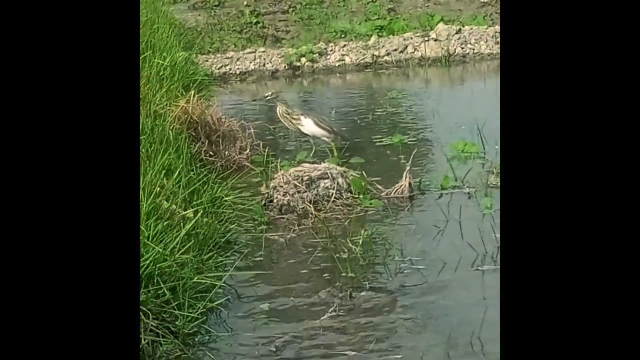 Cut Indian Pond heron Birds Birds Videos | Crane Bird Video