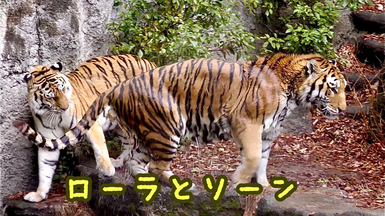 アムールトラ　泳ぎ終わったソーンと迎えるローラ【浜松市動物園】Amur tiger Son Lora Hamamatsu Zoo 