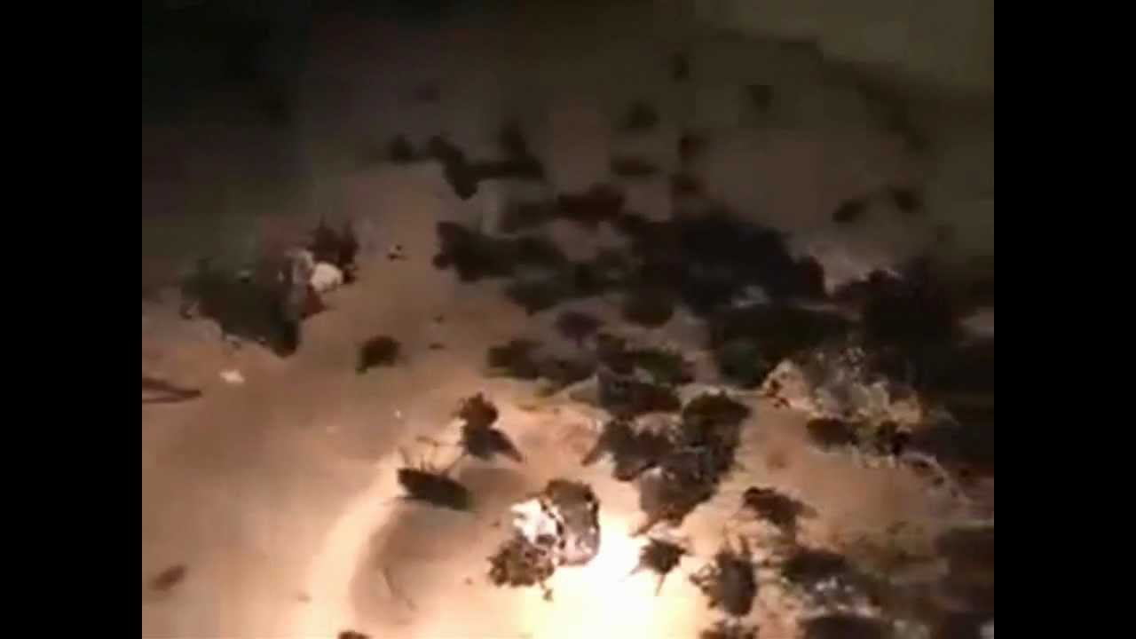 Karl Revisits the House of 3000 Dead Flys