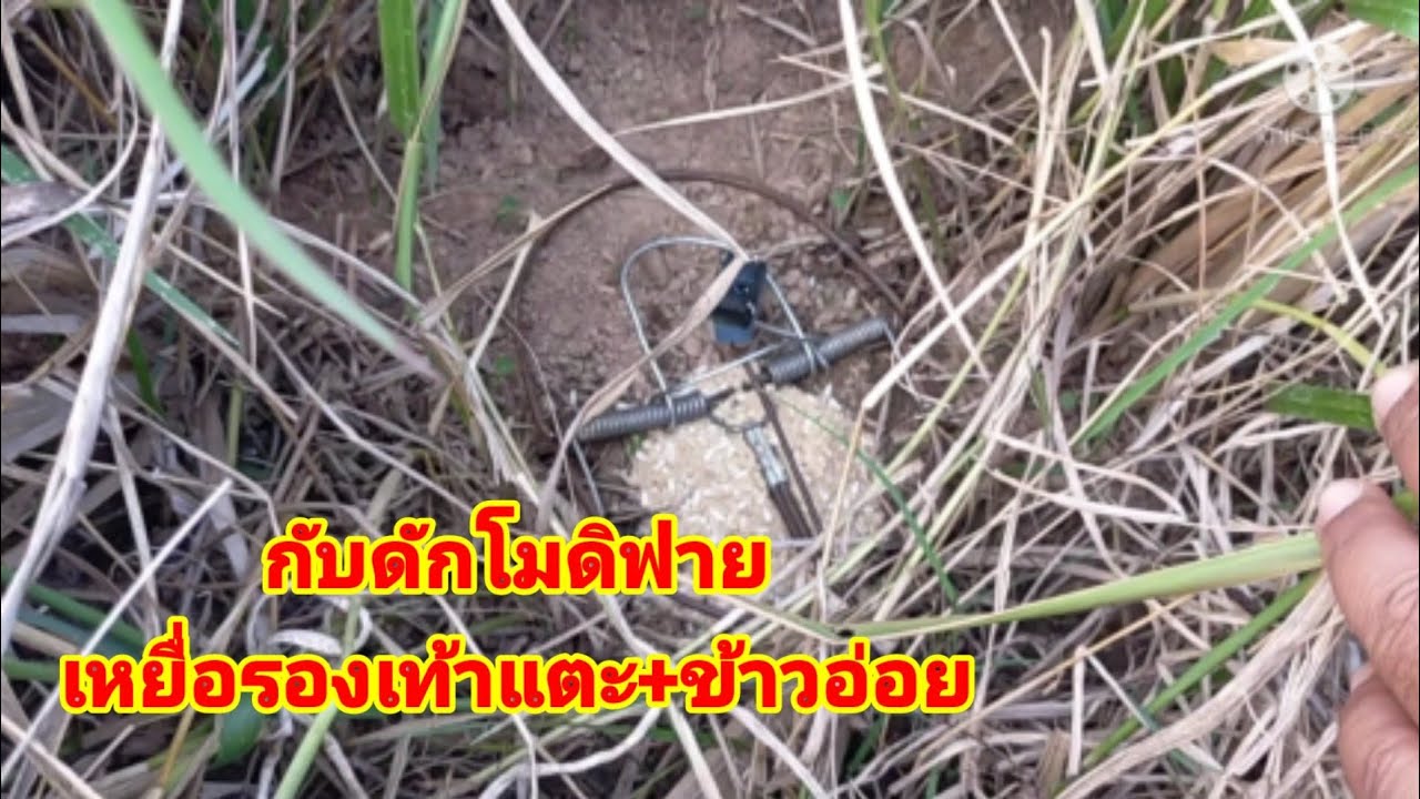 ดักหนูด้วยเหยื่อรองเท้าแตะ+ข้าวอ่อยจะมีตัวใหม