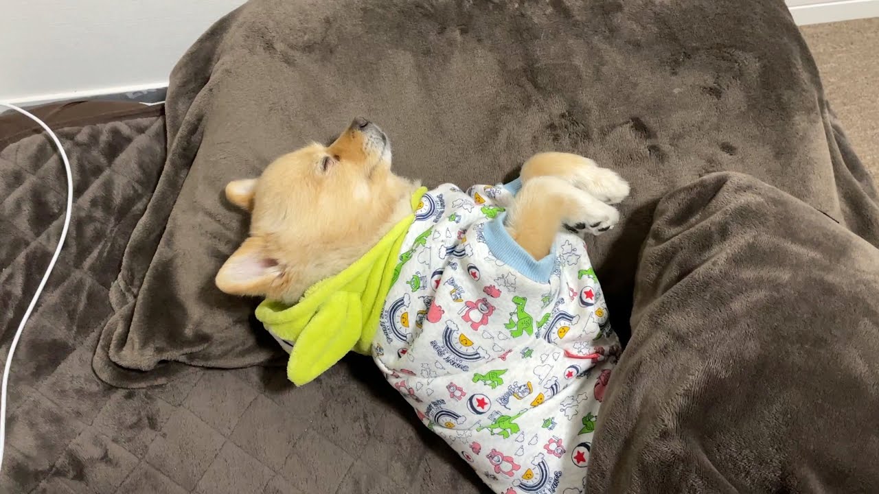 実家に帰省していっそう人間味が増したポメラニアン…笑