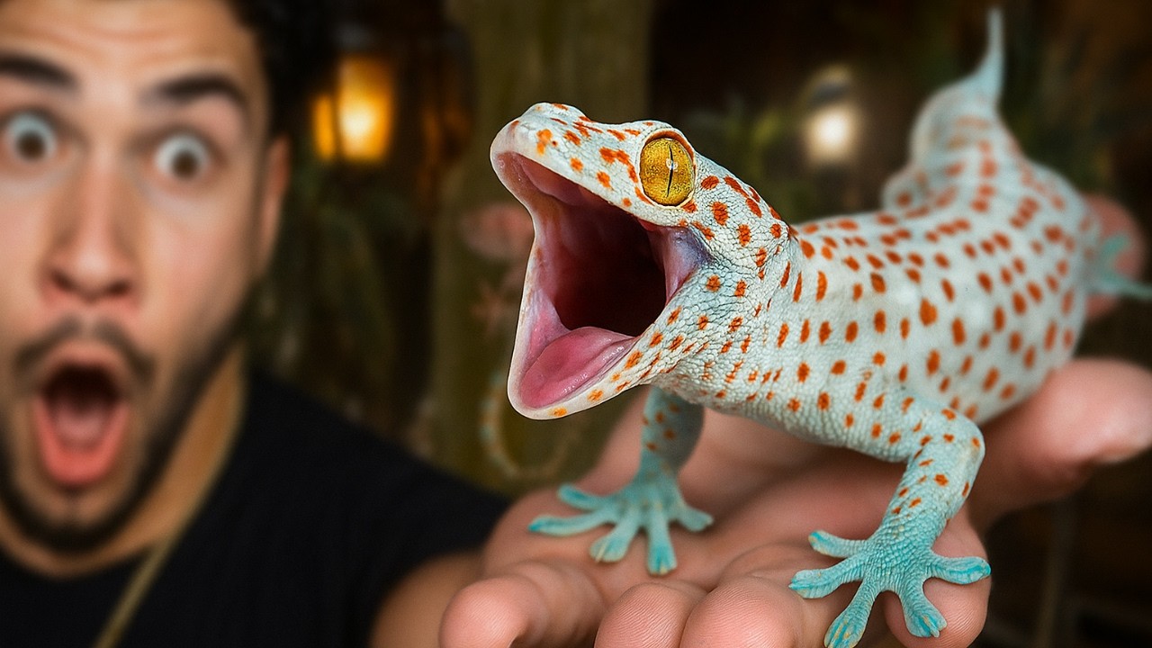 Catching HUGE INVASIVE TOKAY GECKOS For The Backyard!