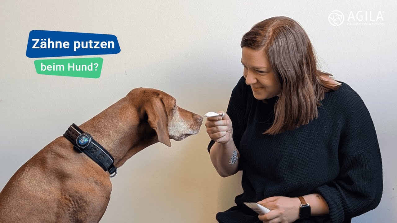 Zähne putzen bei Hunden: Einfache Anleitung & Tipps für gesunde Hundezähne 🦷🐶