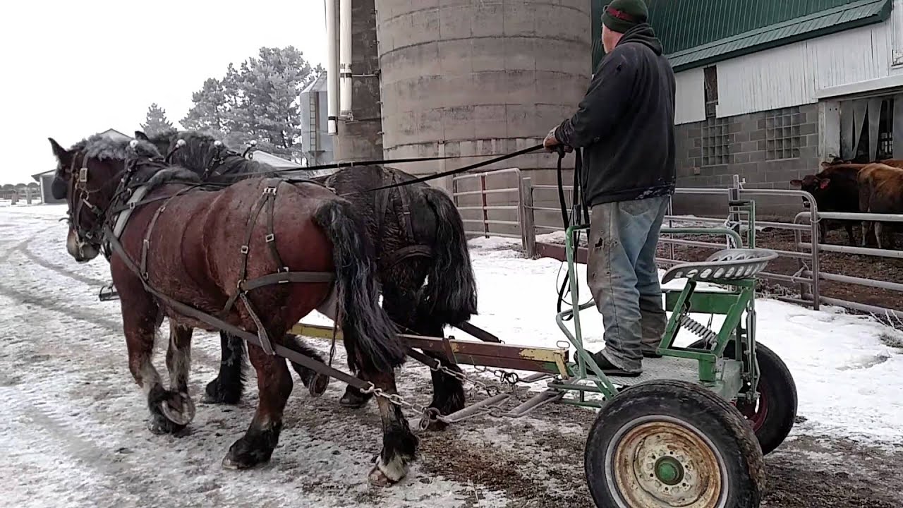 Morning feeding at the dairy farm.