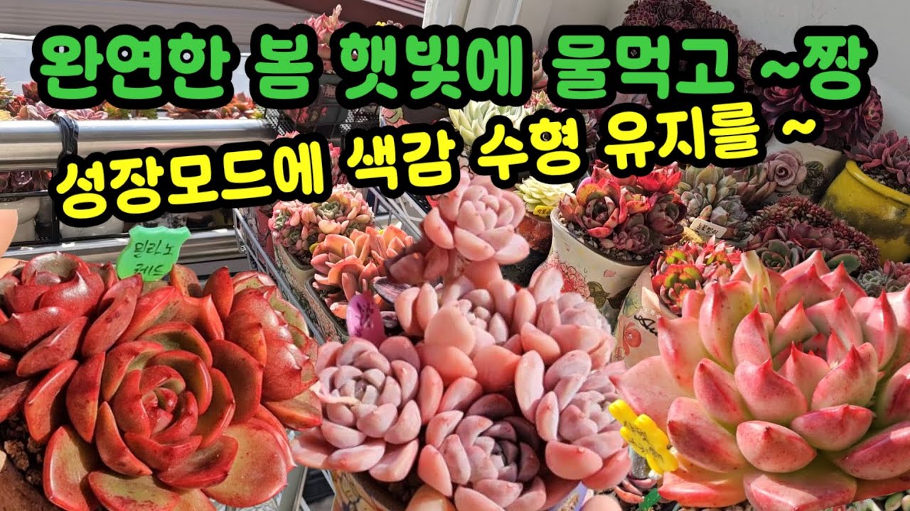 다육이 키우기 봄관리 🌸성장 모드로 바뀌면 색감 수형 유지에 신경 써야겠어요 😆탄력성 좋고 햇빛 좋고~👌