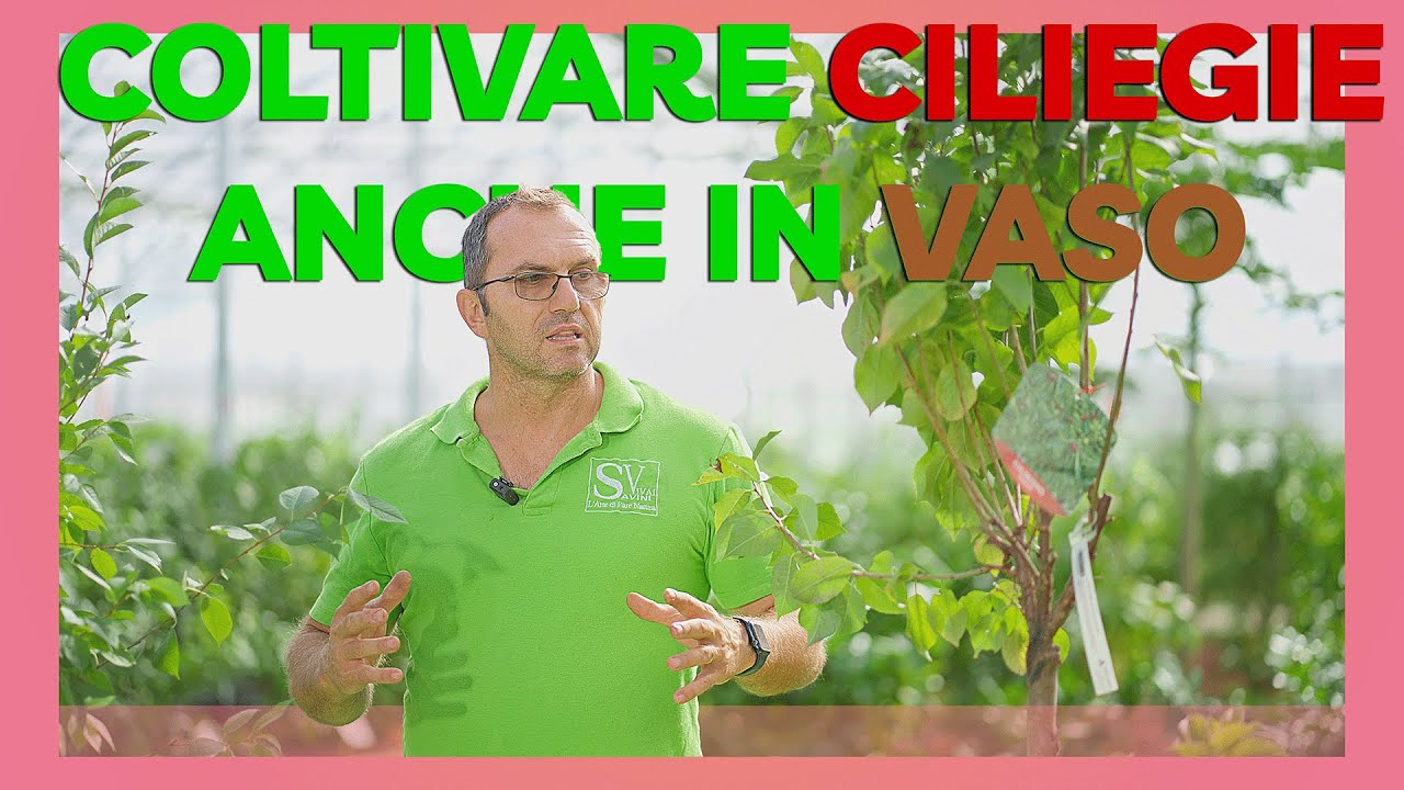 Come scegliere il ciliegio che fa per te! Ecco come coltivare le ciliegie direttamente a casa tua!