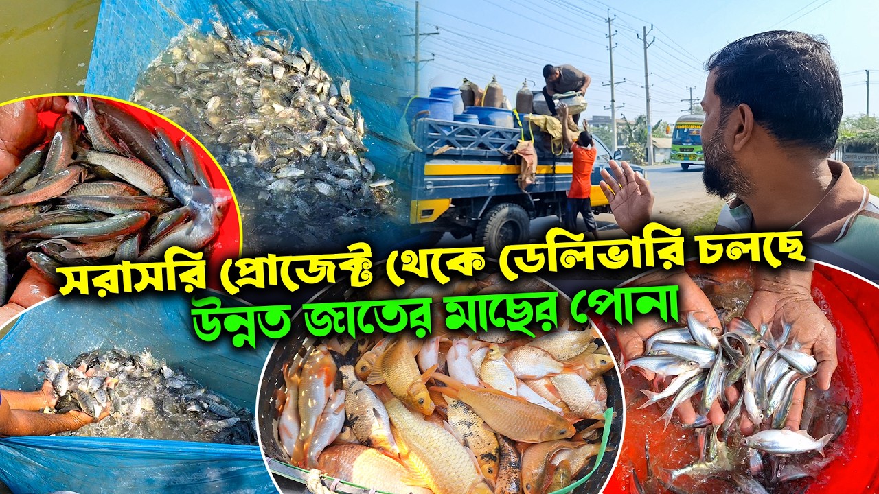 মিরর জাপানি, ব্ল্যাক কার্প, থাই পাঙ্গাস ও মনোসেক্স তেলাপিয়া মাছের পোনা ডেলিভারি চলছে কুমিল্লাতে