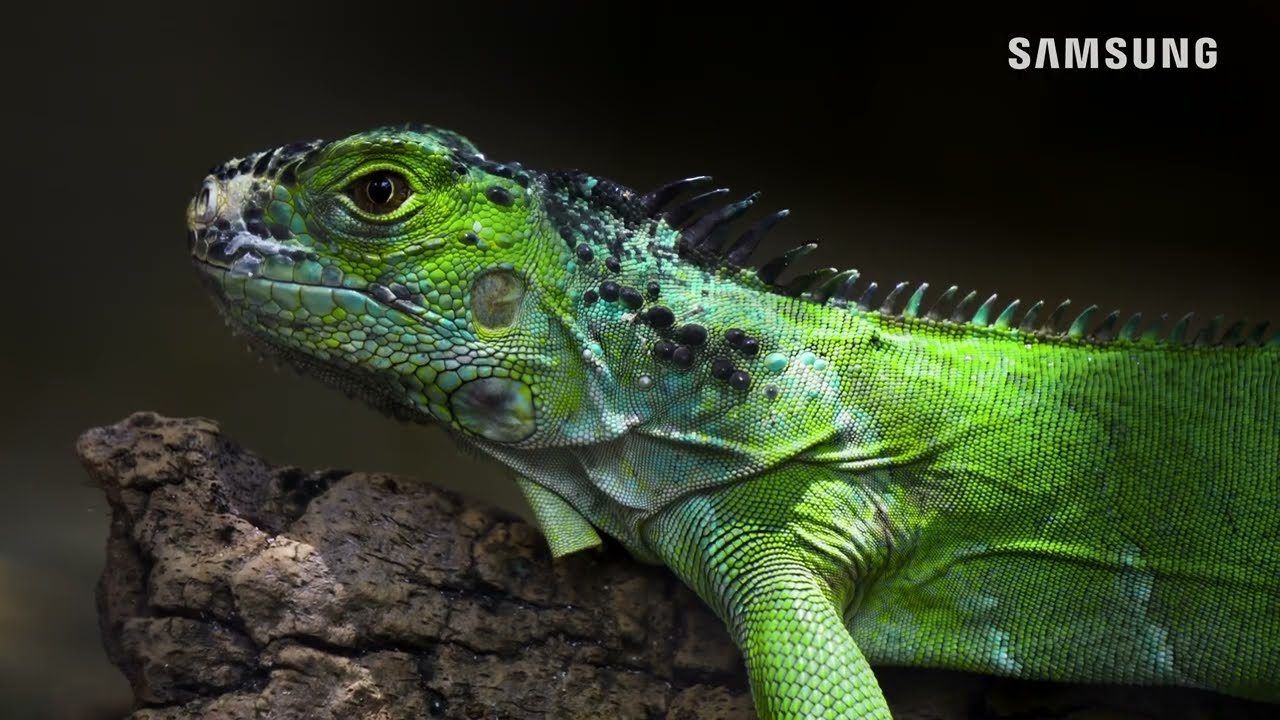 Demo 4K Samsung Q80B QLED 2022 _ 4K Pure Colors SDR