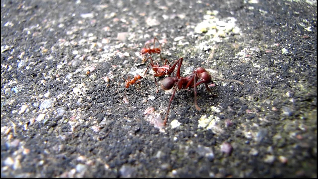 First evidence for slave (ANTS) rebellion: enslaved ant workers battlefield versus soldiers