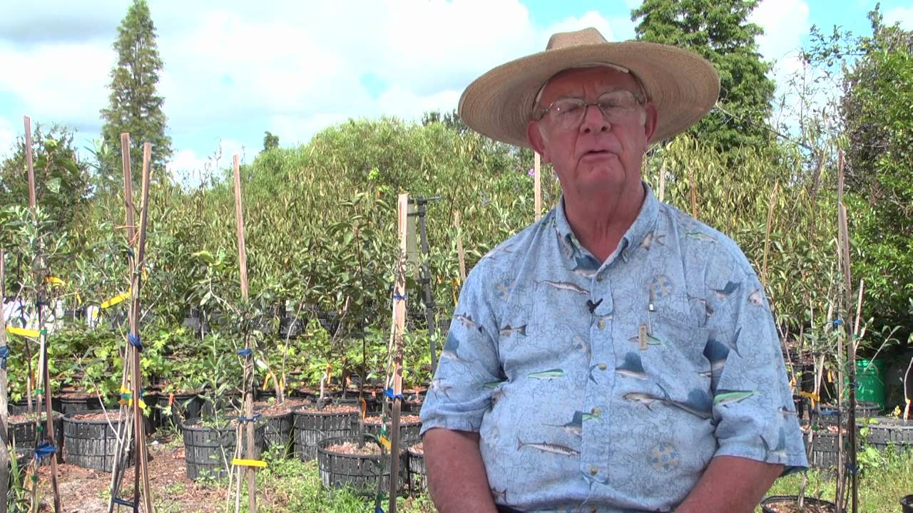 How to Grow Apple Trees