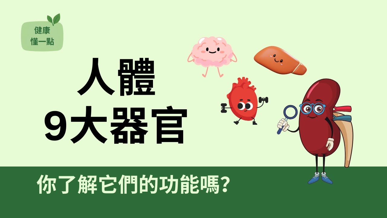 人體9大器官怎麼運作？身體器官機制一次整理！