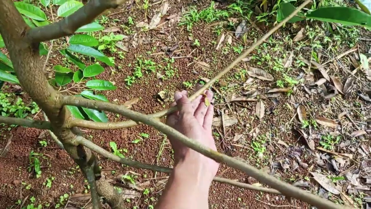 Pohon durian bawor..terlihat Cingrang Setelah D Pruning..