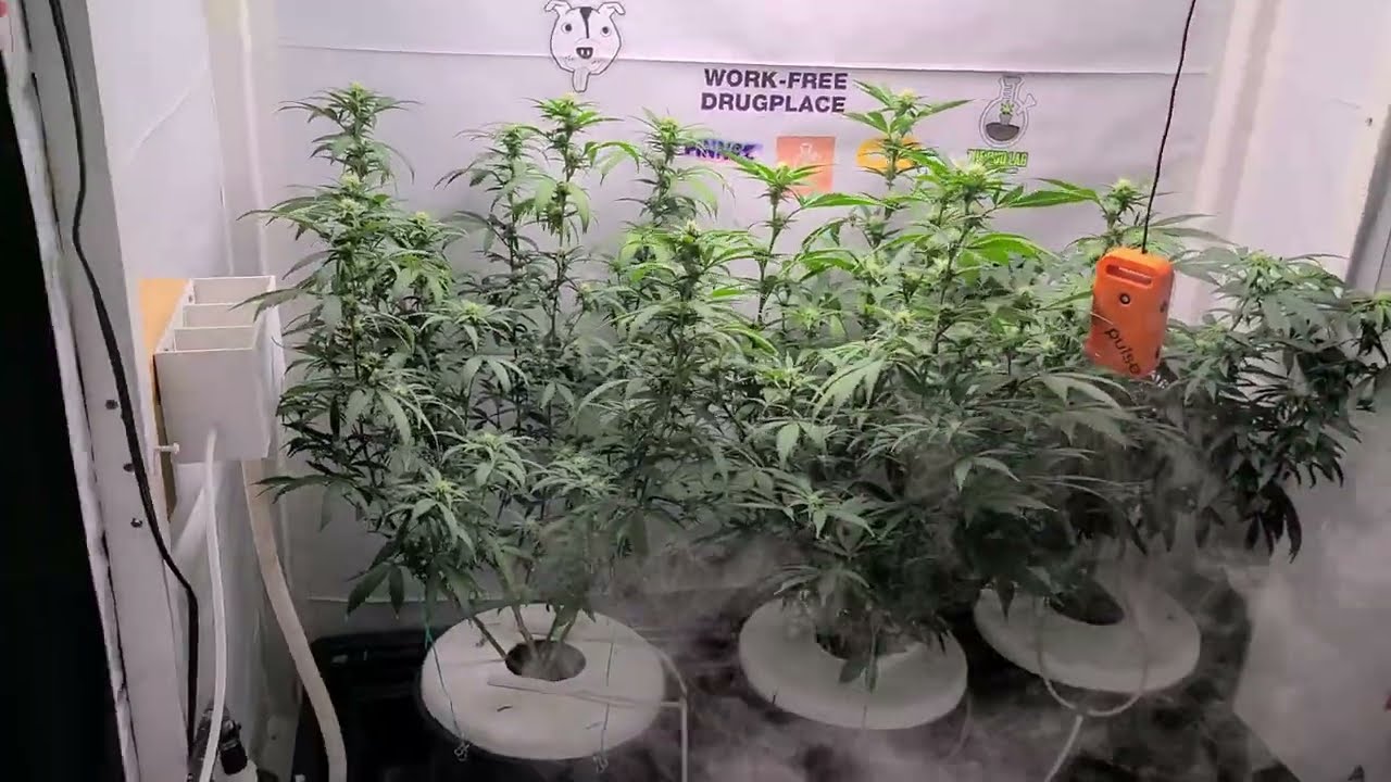 Gaia Green and Aquaculture System