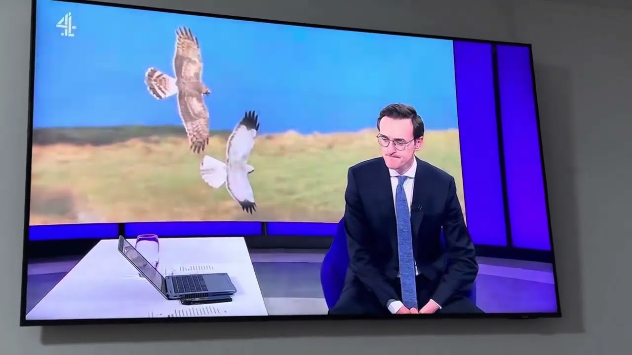 Shocking actual footage of gamekeepers plotting and killing Hen Harriers: Channel 4 News 22 Oct 2024