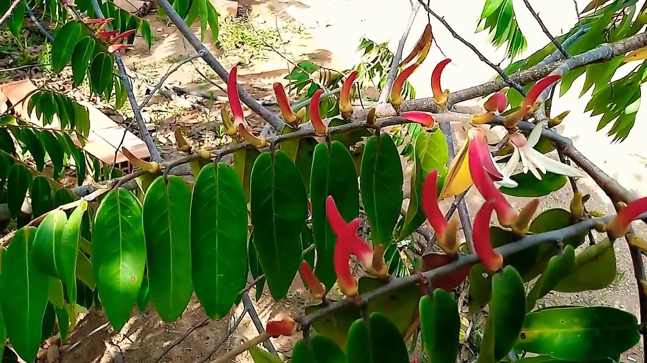 Voc&ecirc; conhece a pimenta de macaco?