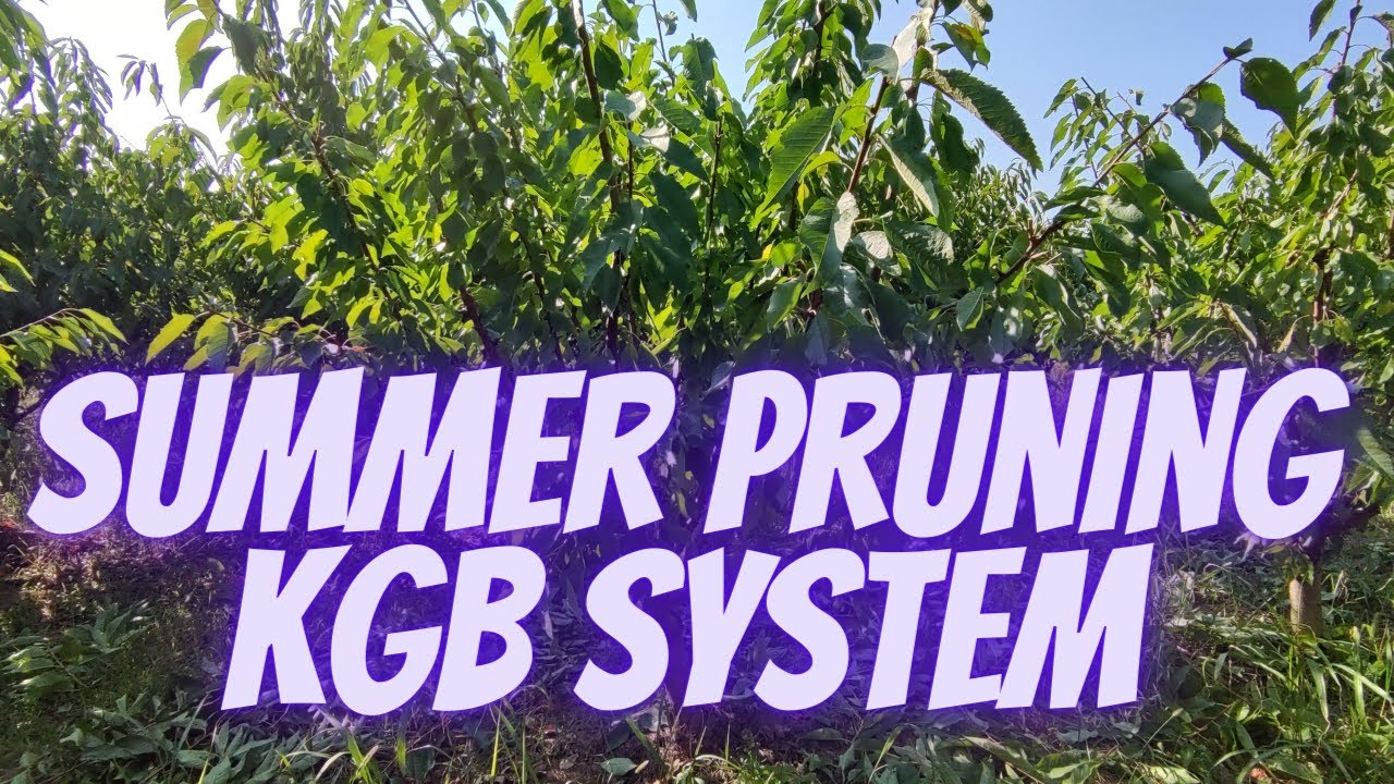 How to prune cherry tree  on summer KGB system Early Lory variety