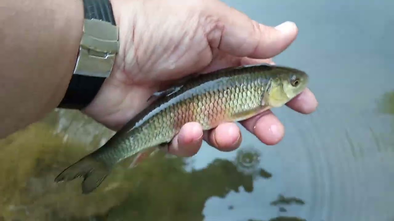 Fly fishing Dobra - Luke