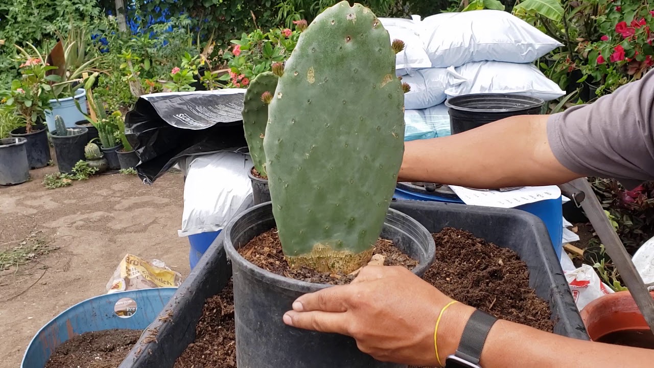 Seguimiento del nopal que se sembró. Como de los que venden en la tienda.