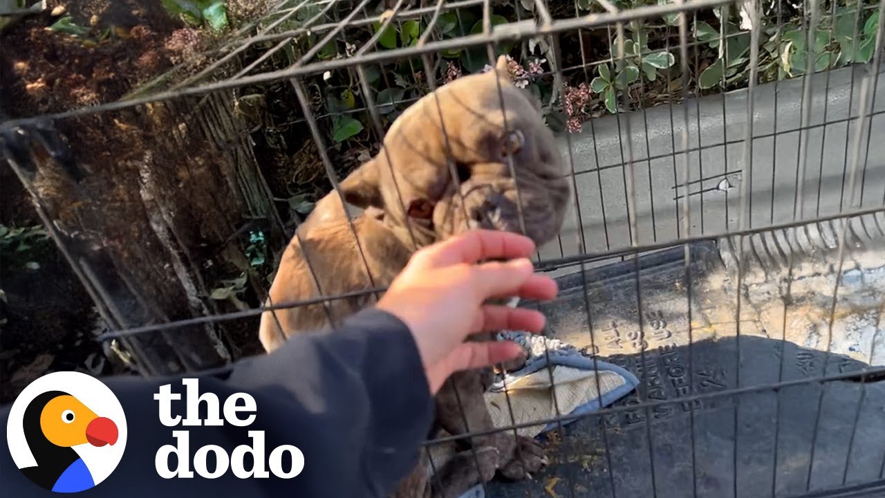 French Bulldog Found In A Crate In A Parking Lot Heals From The Inside Out | The Dodo